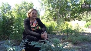 Видеоэкскурсия Причудливый артишок