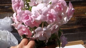 Ахименес Double Pink Rose