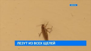 Война с тараканами