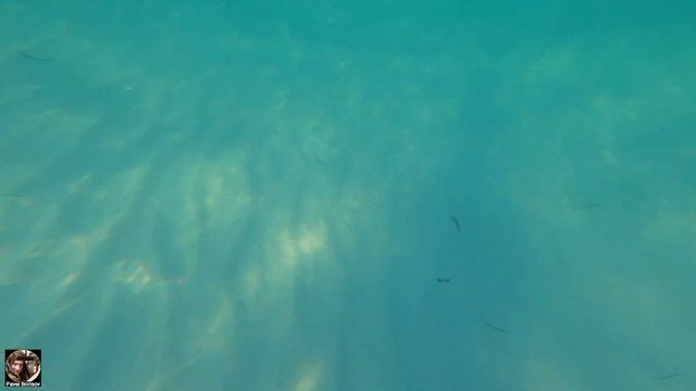 Утро на Варадеро Starfish Cuatro Palmas, Куба 2023 #куба2023 #варадеро #cuba2023 #varadero #starfis смотреть онлайн