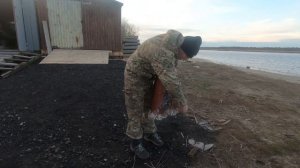 Как забросить большую кастинговую сеть с кольцом. капрон.Американка