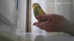 ?ЧТО ДЕЛАТЬ ЕСЛИ ПОПУГАЙ ЧИХАЕТ??|Гоша Гороша