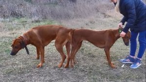 ЭЛЕГАНТНЫЕ И БЫСТРЫЕ собаки породы Родезийский Риджбек.