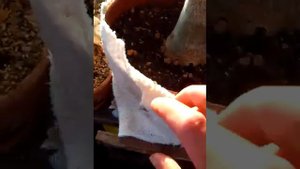 Адениум, защита от южного солнца!