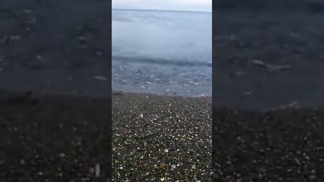 Охотское море, рыбалка на мойву.