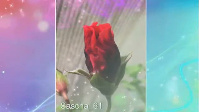 ПЕЛАРГОНИИ смотреть онлайн