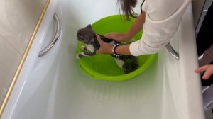Спасение котёнка из подъезда. Почему выбросили котёнка на улицу под дождем?