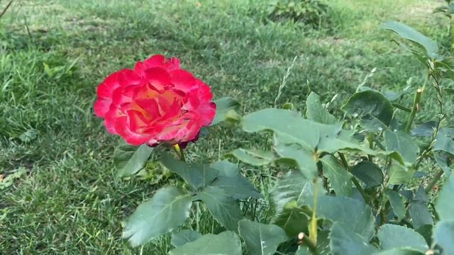 #32 Все смешалось в Тульской области: волны цветения роз Lady Bombastic,Samaritan,Sally Holmes и др смотреть онлайн