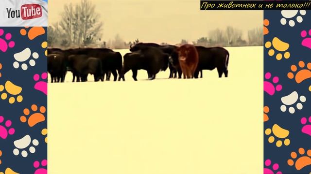Фотограф заметил очень странную деталь в стаде зубров! Взяв бинокль, он не поверил своим глазам! смотреть онлайн