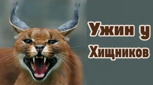 Вечернее кормление каракала и ястреба тетеревятника..mkv