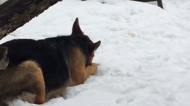 Вечерний обзор Хозяйства/ Нас посетила она... поплывем или откачаем.. Кормление Гусей смотреть онлайн
