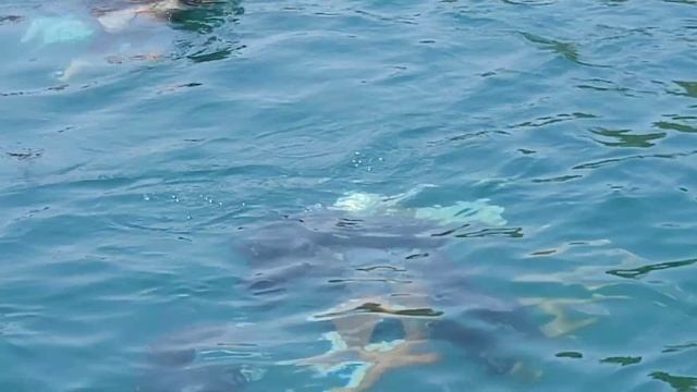 Couple's Scuba Diving Adventure in Goa - Everything You Need to Know смотреть онлайн