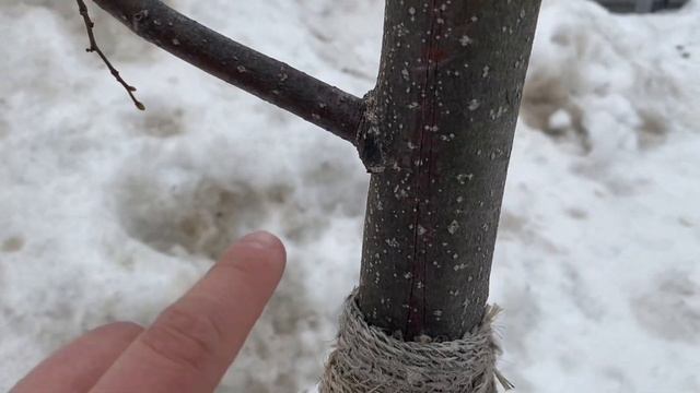 Формирующая обрезка липы. «Лесная» липа обрезка. Обрезка лиственных деревьев. Пороки кроны. смотреть онлайн