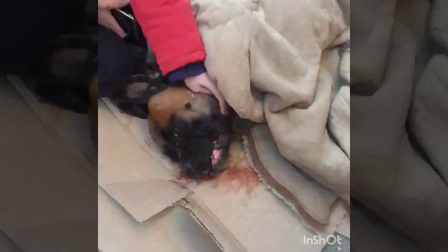 Саратов. Антонова 8. Выбросили с 4 этажа собаку Ладу. Сегодня ее не стало. смотреть онлайн