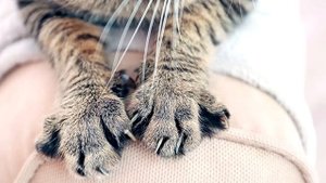 ? ИНТЕРЕСНЫЕ ФАКТЫ О КОШКАХ - ПОЧЕМУ КОТЫ ПЬЮТ ВОДУ ИЗ-ПОД КРАНА И ДРУГИЕ ПРИВЫЧКИ ?