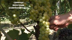 Кишмиш Коктейль - ранний кишмиш на участке Пузенко Натальи Лариасовны