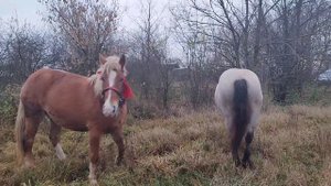 ЛОШАДИ?ПЕРВОЕ ЗНАКОМСТВО МОЛОДОГО ЖЕРЕБЦА С КОБЫЛОЙ?