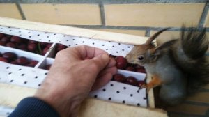 Что белке подарить на День рождения. /What to give a squirrel for his birthday.