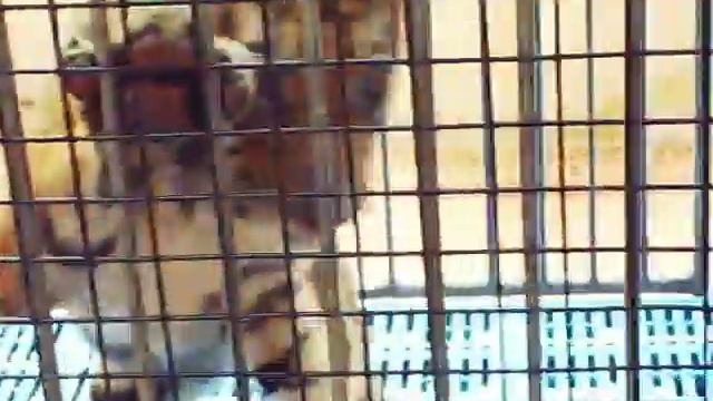 #vlog #семейный Тайланд Паттайя Тигровый зоопарк Sriracha Tiger Zoo, кормим  маленьких тигрят.