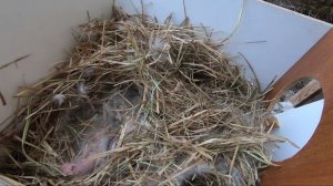 Разведение кроликов зимой.