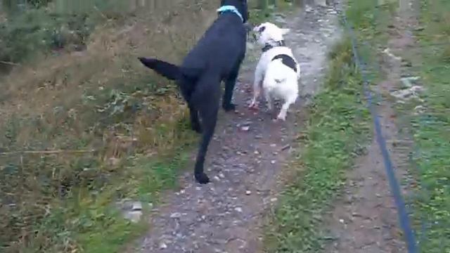 Luna,Dana,Bronco y Kiko смотреть онлайн