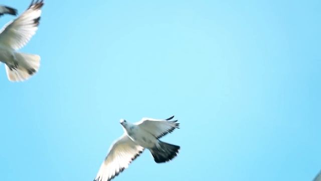 Ben Bir Elma Kurduyum Kıvrıla Kıvrıla Gezerim - Eğlenceli Bebek Şarkısı смотреть онлайн