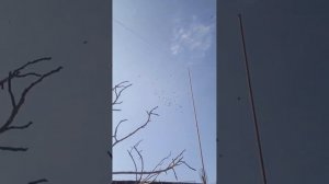 Самарканд Бойные игровые Голуби,Узбекские голуби,От уважаемого Голубятника Талат ака Tauben Pigeons