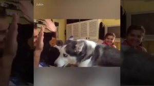 собаки защищают своих хозяев