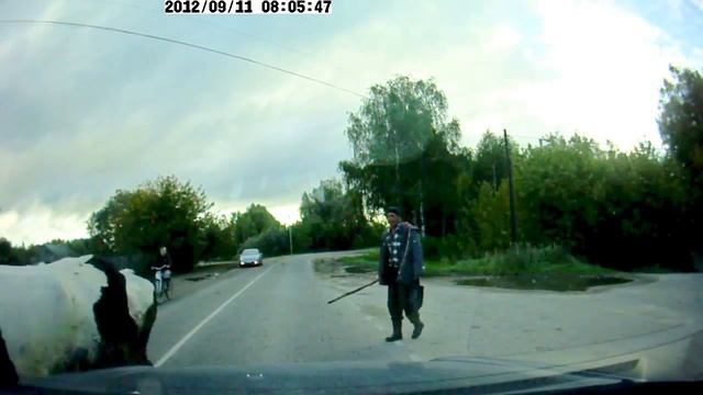 Коровьи "обнимашки" прямо на дороге смотреть онлайн