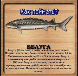 Как поймать рыбу Белуга на реке Волга, реальная рыбалка.