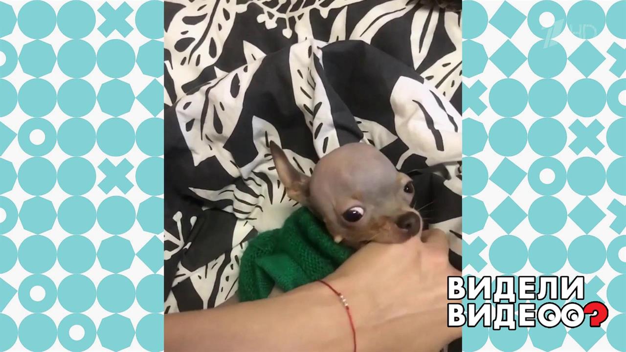 Самый злой пес в мире. Видели видео? Фрагмент выпуска от 08.01.2020