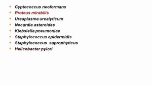 USMLE RX - 7.Микробиология - 2.Основы бактериологии - 17.Уреазо-Положительные Организмы