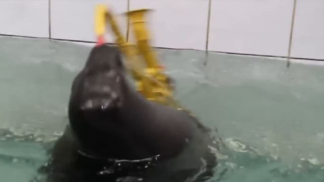 Epic Sax Seal смотреть онлайн