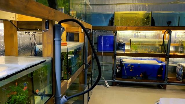 Аквариумная разводня в Литве. Шикарные аквариумные рыбки смотреть онлайн