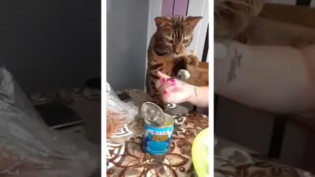 Бенгал гангстер) смотреть онлайн