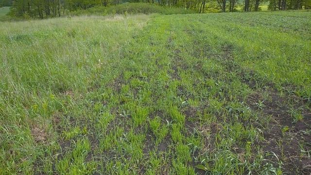 6. Заградительная полоса от сорняков смотреть онлайн