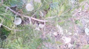 Что делать, если на сосне появились гусеницы!  Что делать?! 🤔🌲🐛#экстренный#способ#обработка