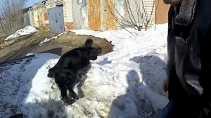 Чем можно заменить намордник.