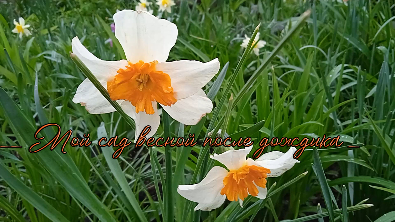 _ Мой сад весной после дождика  _   Golden Light Orchestra - avt Sergey Sirotin - Romanticheskaya -