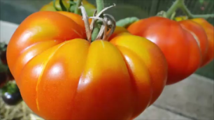 Обзор томатов в теплице 3 августа  2018 года. Часть 1.