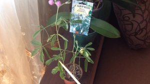 Стыдливая мимоза