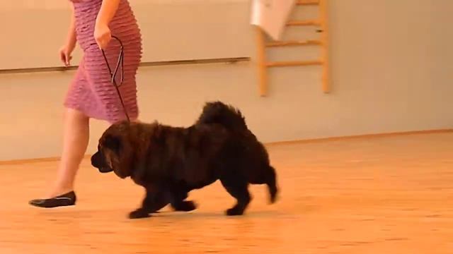 TEFFY MISHKI TOPTISHKI смотреть онлайн