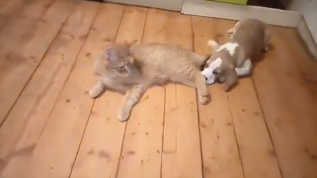 Бигль шпиц кот
