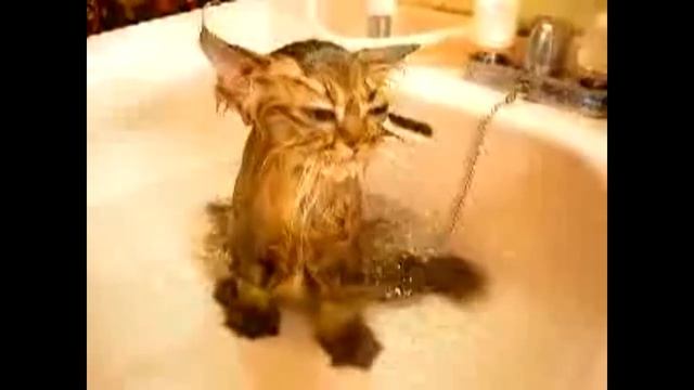 Мокрый котик смотреть онлайн