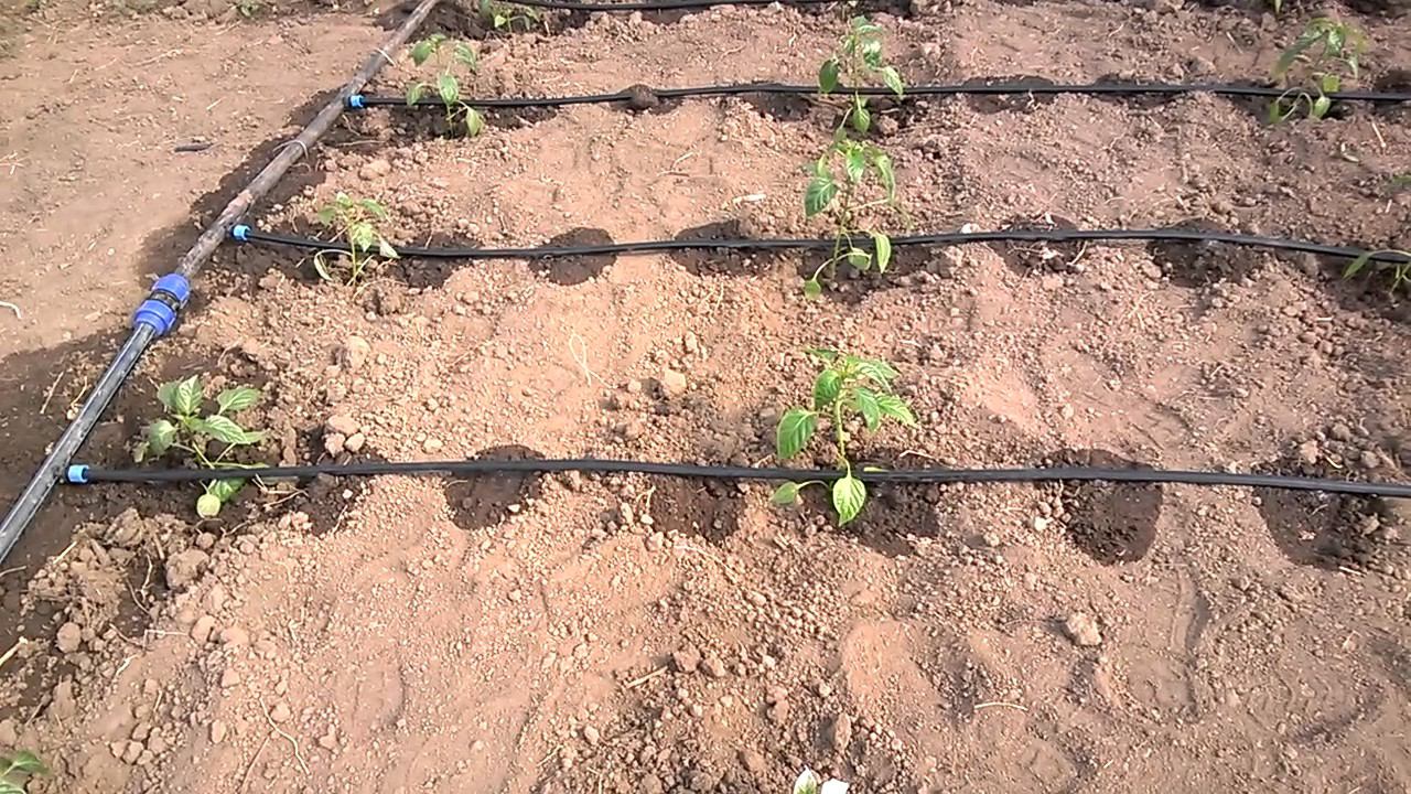 Теплица в КФХ "Герефорд"