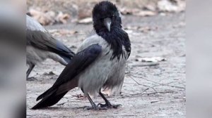 Приснилась ворона. К чему снится ворон?