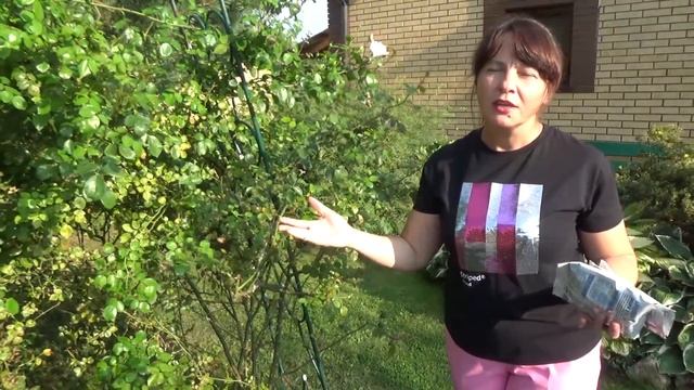 КАК Я ВЫЛЕЧИЛА РОЗЫ от черной пятнистости, ржавчины, серой гнили и мучнистой росы!