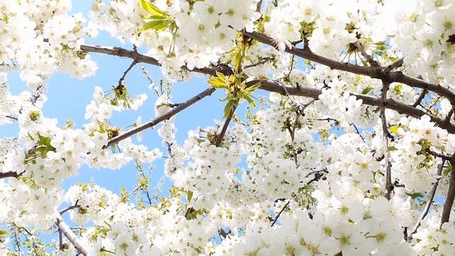Жужжанье пчёл на черешне. Красивый цветущий сад. Пчелиный гул. Красиво цветёт черешня. Цветы черешн смотреть онлайн