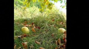 А. Дольский АВГУСТ