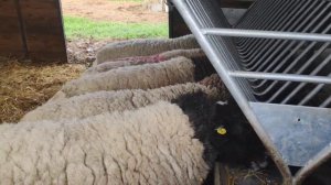 Дорпер самцы на продажу